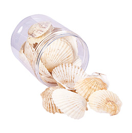 Floral White Sea Shell
